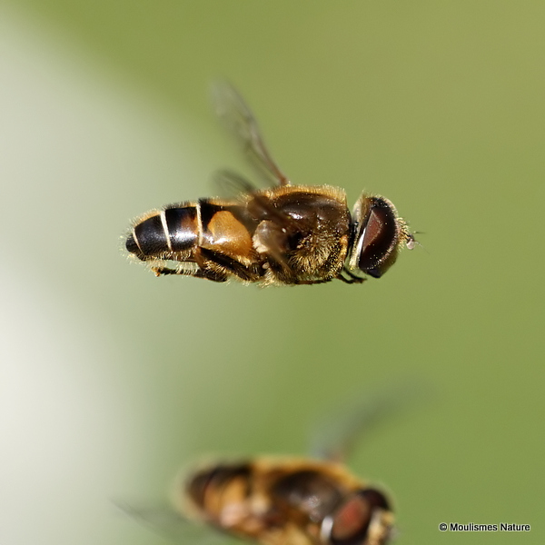 Eristalis nemorum (Stripe-faced Dronefly)