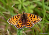 Knapweed Fritillary (Melitaea phoebe)