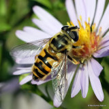 Myathropa florea F