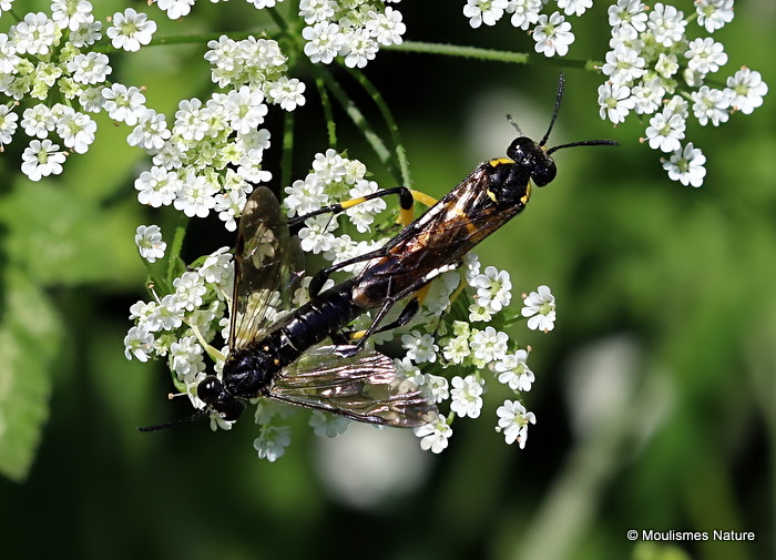 Macrophya montana (Sawfly sp.) M,F