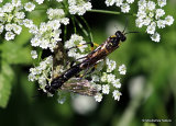 Macrophya montana (Sawfly sp.) M,F