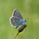 Common Blue (Polyommatus icarus) M