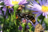 Vespa velutina (Asian Hornet)