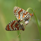 Spotted Fritillary (Melitaea didyma)