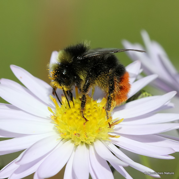 Red-tailed bumblebee (Bombus lapidarius) M