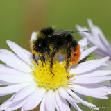 Red-tailed bumblebee (Bombus lapidarius) M