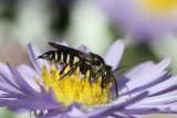Sharp-tailed bee (Coelioxys) sp. F