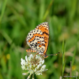 Spotted Fritillary (Melitaea didyma)