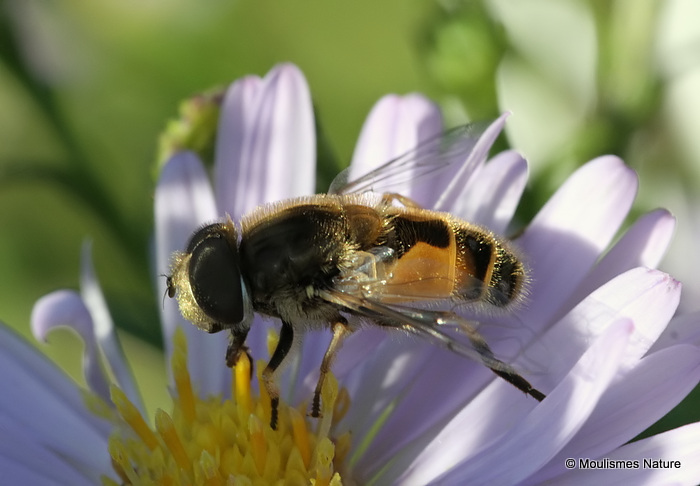 Eristalis arbustorum (Plain-faced Dronefly) M