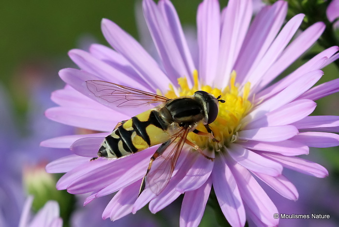 Helophilus trivittatus (Large Tiger Hoverfly) F