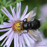 Giant Tachinid Fly (Tachina grossa)