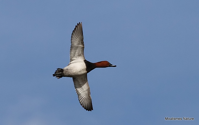 Common Pochard (Aythya ferina) M, Fuligule milouin