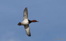 Common Pochard (Aythya ferina) M, Fuligule milouin