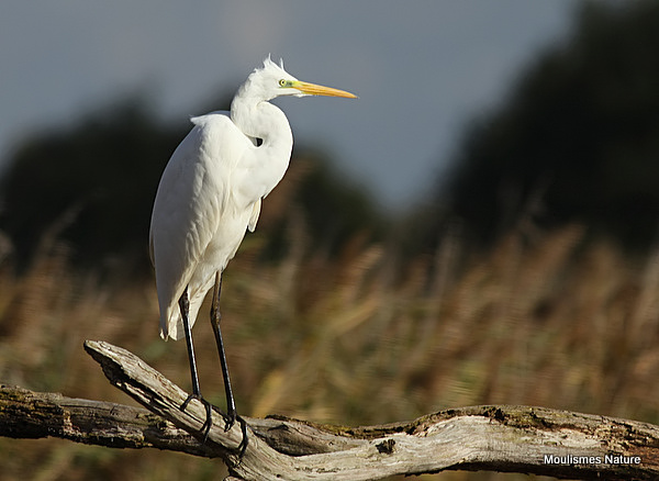 Great Egret (Egretta alba) Ad-W