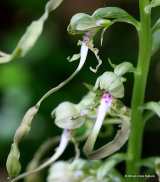 Lizard Orchid (Himantoglossum hircinum)