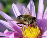 Eristalis nemorum (Stripe-faced Dronefly) F