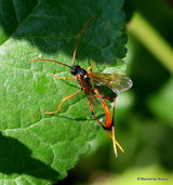 Habrocampulum biguttatum