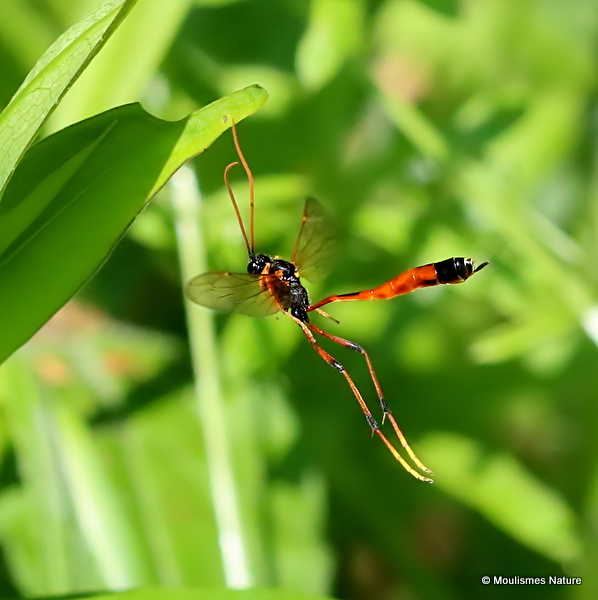 Habrocampulum biguttatum