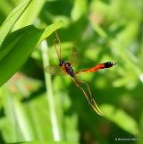 Habrocampulum biguttatum