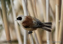Penduline Tit (Remiz pendulinus) El Hondo
