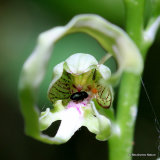 Lizard Orchid (Himantoglossum hircinum)