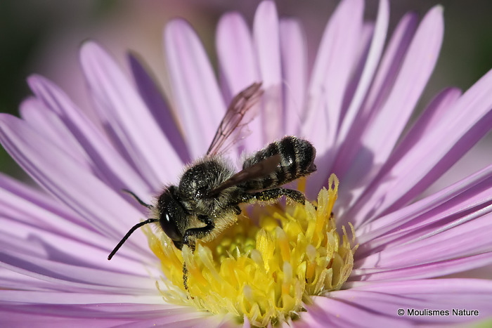 Unidentified bee sp.