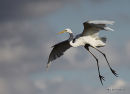 Great Egret (Egretta alba) Ad-W