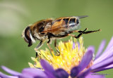 Eristalis arbustorum (Plain-faced Dronefly) M