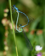 Azure Damselflies (Coenagrion puella)