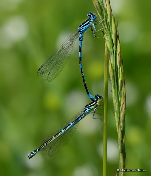 Dainty Damselflies (Coenagrion scitulum)