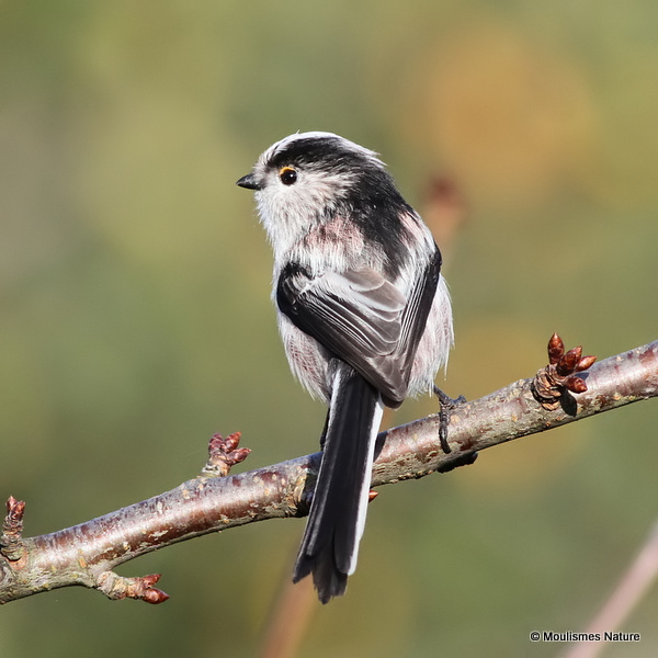 Long-tailed Tit (Aegithalos caudatus)