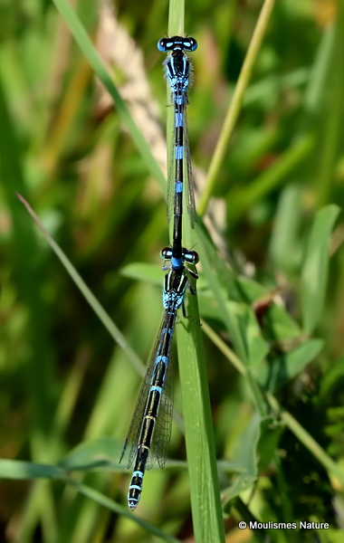 Dainty Damselflies (Coenagrion scitulum)