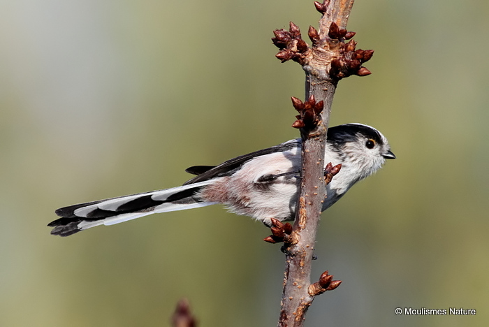 Long-tailed Tit (Aegithalos caudatus)