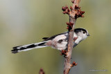 Long-tailed Tit (Aegithalos caudatus)