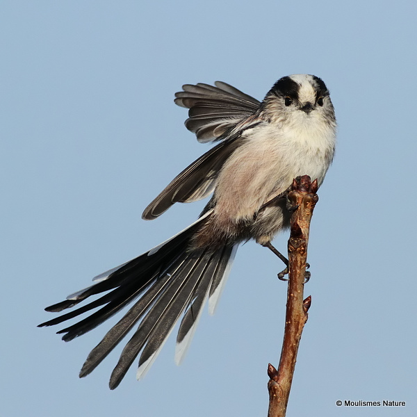 Long-tailed Tit (Aegithalos caudatus)