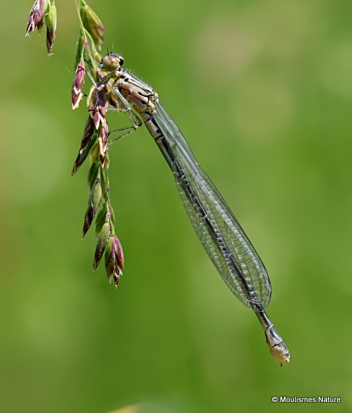 Azure Damselfly (Coenagrion puella) F-ten