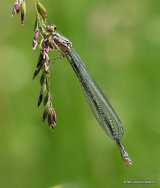 Azure Damselfly (Coenagrion puella) F-ten