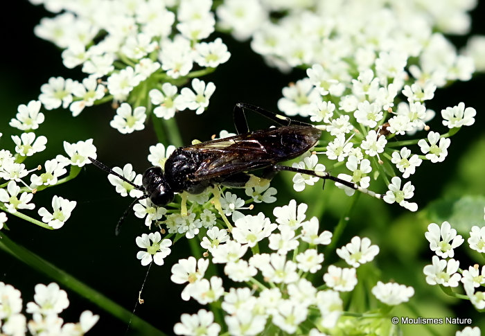 Macrophya montana (Sawfly sp.) M