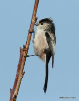 Long-tailed Tit (Aegithalos caudatus)