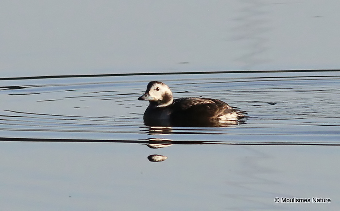 Long-tailed Duck (Clangula hyemalis)