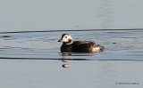 Long-tailed Duck (Clangula hyemalis)