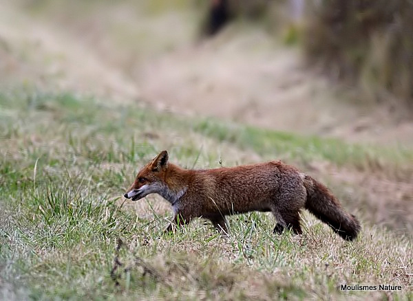 Red Fox (Vulpes vulpes), Renard