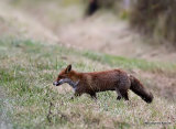 Red Fox (Vulpes vulpes)