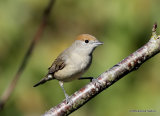 Blackcap (Sylvia atricapilla) F