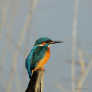 Common Kingfisher (Alcedo atthis) M