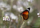 Plain Tiger (Danaus chrysippus) El Hondo