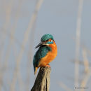 Common Kingfisher (Alcedo atthis) M