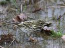 Meadow Pipit (Anthus pratensis)