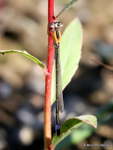 Blue-tailed Damselfly (Ischnura elegans) F-Imm 'rufescens'