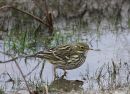 Meadow Pipit (Anthus pratensis)